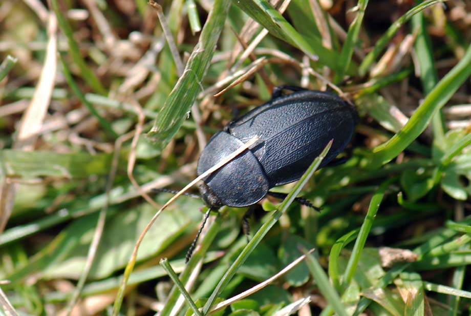 Da id. Silpha obscura